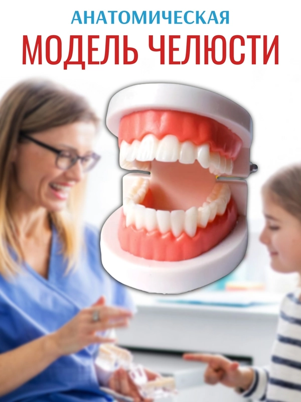 Модель зубов, макет челюсти, стоматологическая модель челюсти