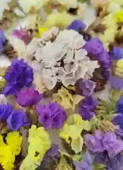 Статица сухоцветы натуральные для декора и творчества