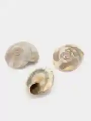 Коралловый ракушки натуральные морские и океанические, грунт, наполнитель, декор для аквариума