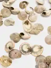 Коралловый ракушки натуральные морские и океанические, грунт, наполнитель, декор для аквариума