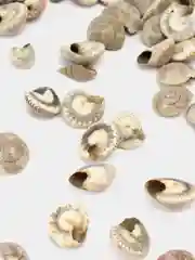Коралловый ракушки натуральные морские и океанические, грунт, наполнитель, декор для аквариума