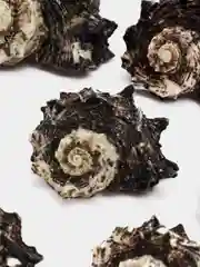 Темно-синий ракушки натуральные морские и океанические, грунт, наполнитель, декор для аквариума