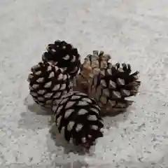 Шишки сосновые