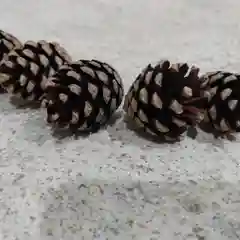 Шишки сосновые