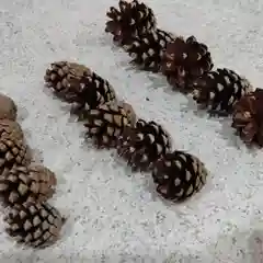 Шишки сосновые