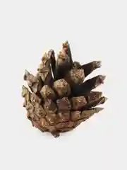 Шишки сосновые натуральные, 20 штук
