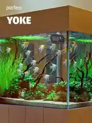 Термометр электронный Perfeo "Yoke"