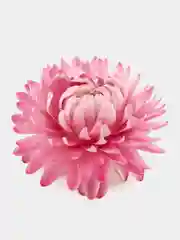 Кораллово-розовый сухоцветы: розы бутоны, гомфрена, жасмин, ромашка, лаванда, апельсин