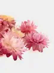 Кораллово-розовый сухоцветы: розы бутоны, гомфрена, жасмин, ромашка, лаванда, апельсин