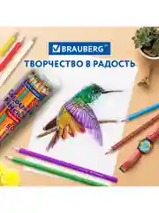Карандаши цветные мягкие художественные для рисования Brauberg Premium 50 цветов, 181935