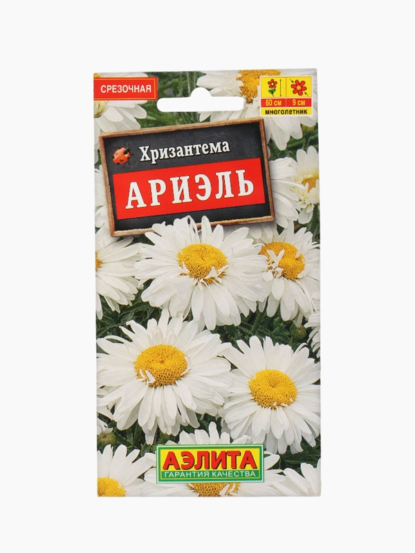 Хризантема Ариэль Аэлита