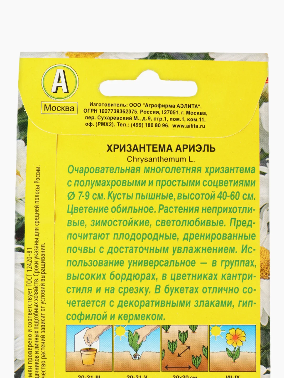 Хризантема Ариэль Аэлита